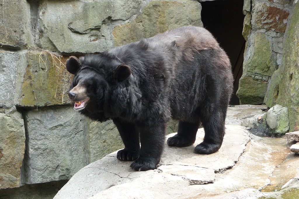 Ursus thibetanus