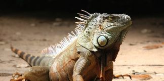 Cele mai mari specii de șopârle anguimorfe și caracteristicile lor impresionante Vezi care sunt cele mai mari specii de șopârle anguimorfe din lume