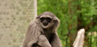 Vezi care sunte cele mai inteligente specii de maimuțe superioare