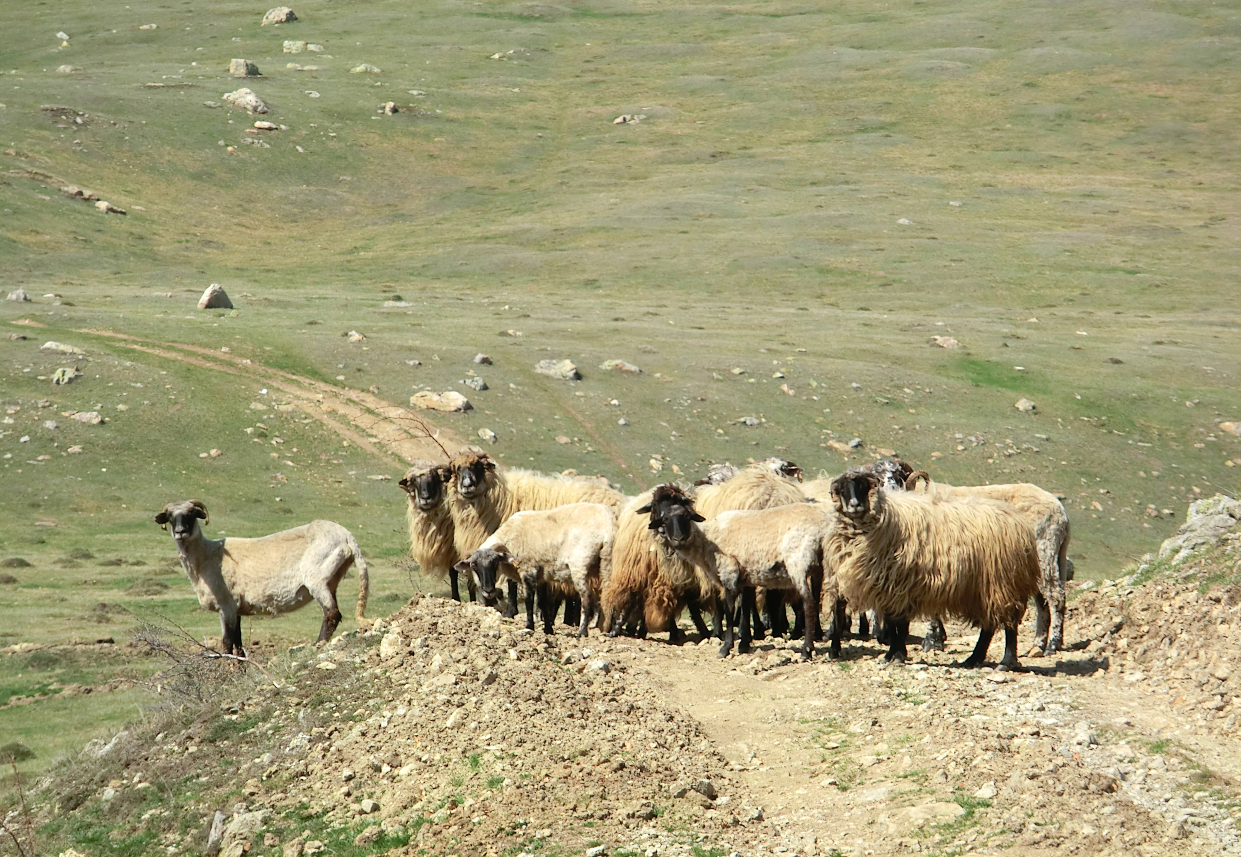 CIMG1314 - Un grup de oiţe ne-a blocat drumul. Erau singure, fără cioban.