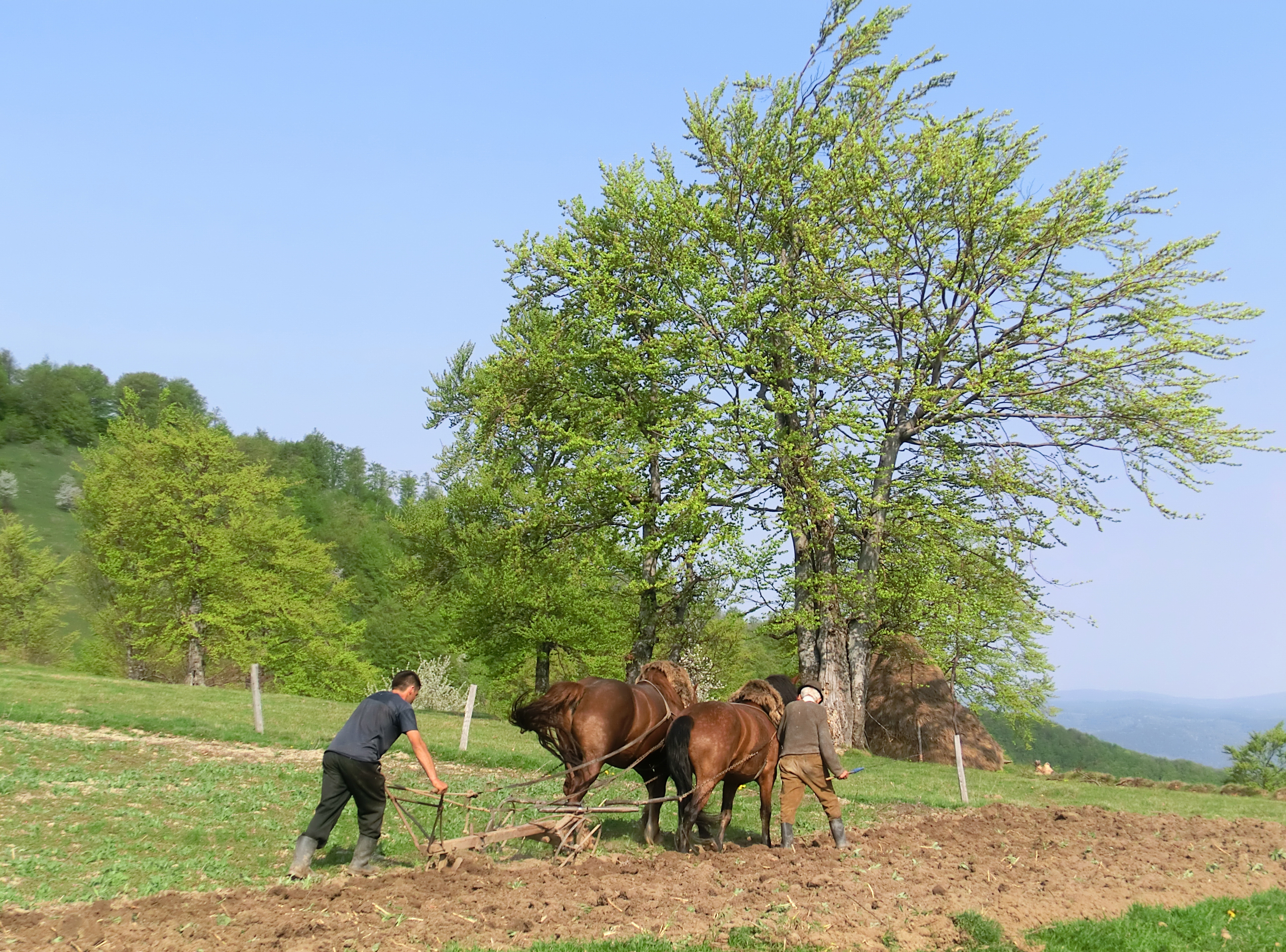 CIMG1385 - Se ară cu plugul tras de cai