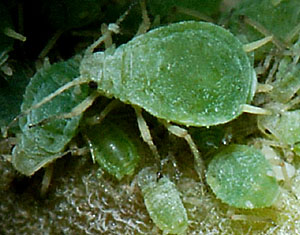 Păduchele verde al agrișului - specia Aphis grossulariae, Foto: influentialpoints.com