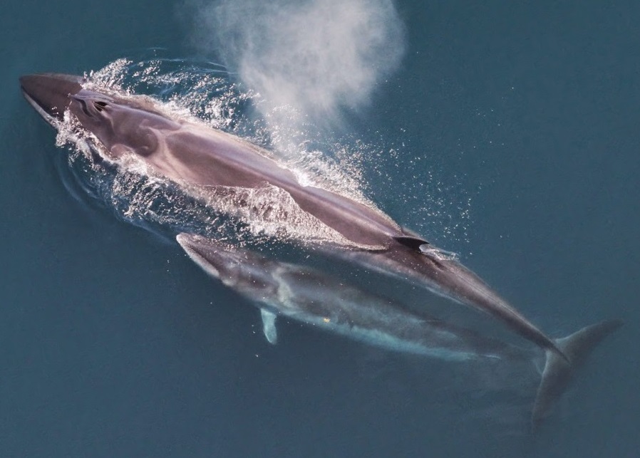 Balaenoptera borealis