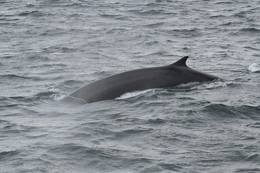 Balaenoptera physalus