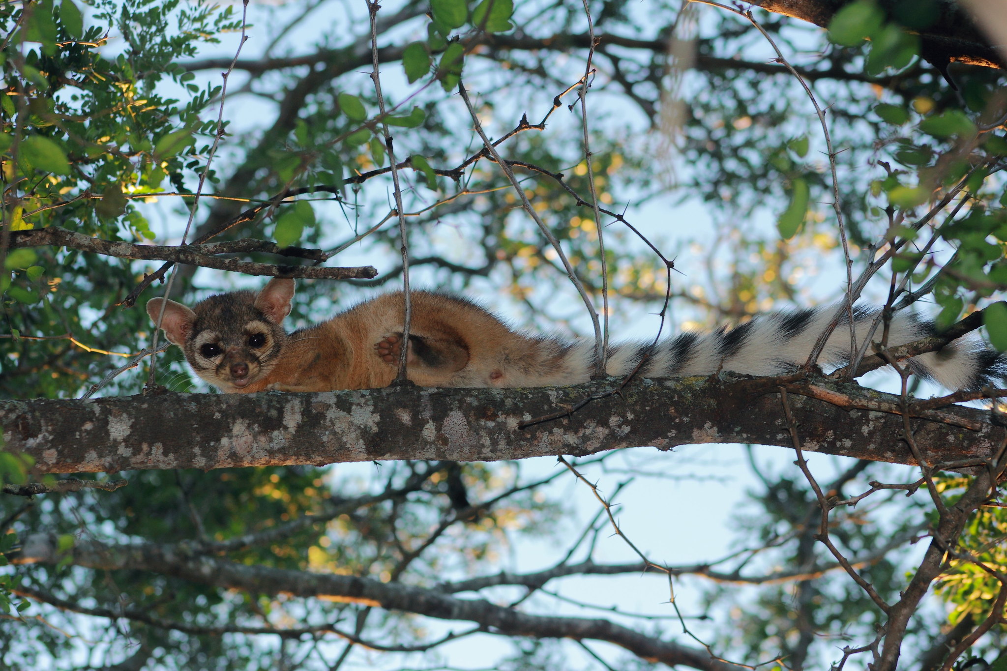 Bassariscus astutus