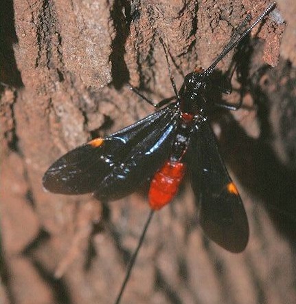 Bathyaulax, Foto: southafricaninsects.wordpress.com