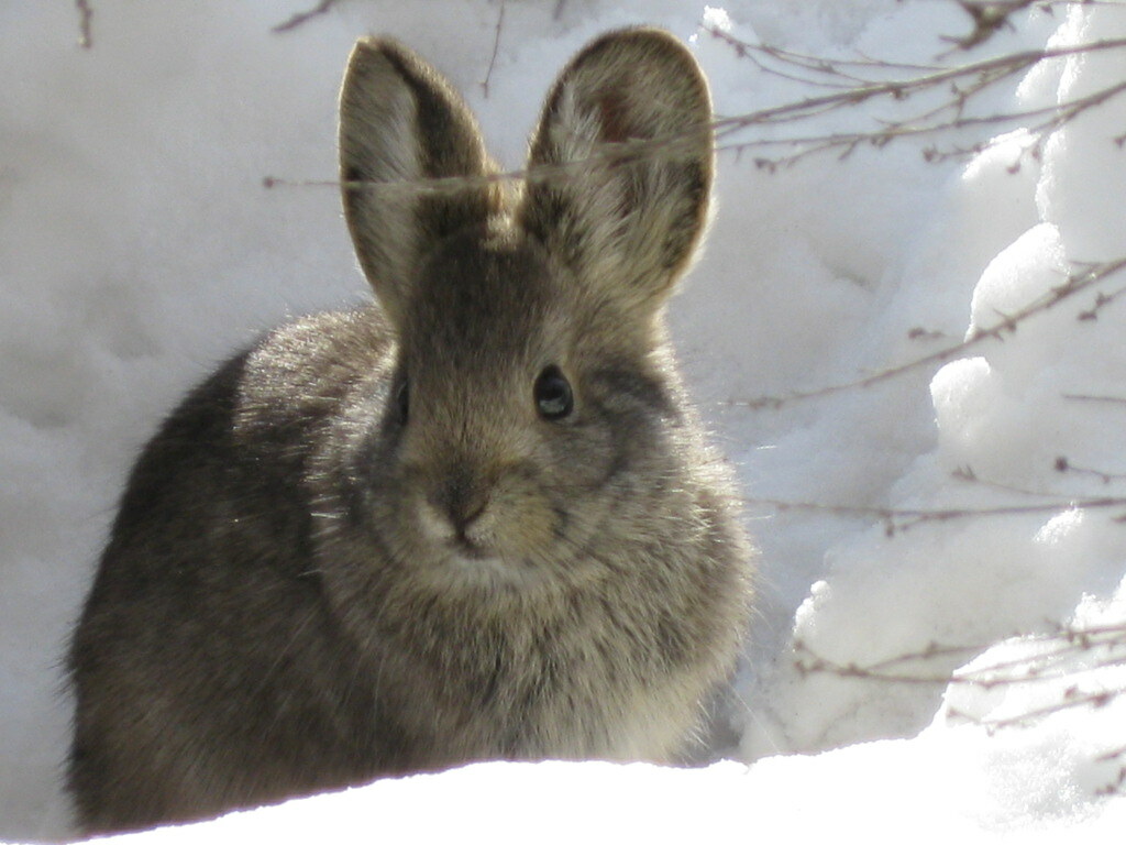 Brachylagus idahoensis