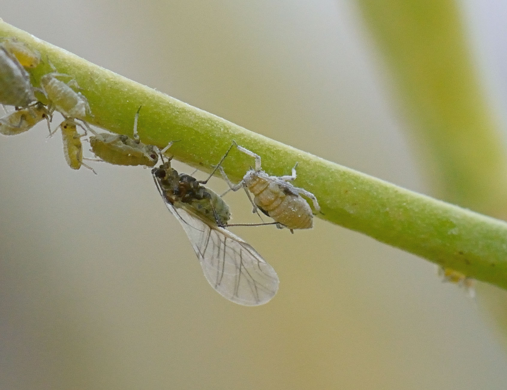 Brevicoryne brassicae