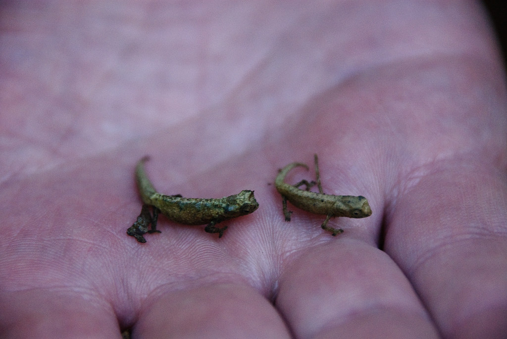 Brookesia minima