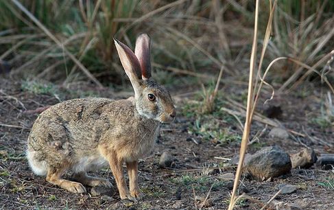  Iepurele de camp cu par aspru, Specia Caprolagus hispidus, Foto: haziallat.hu