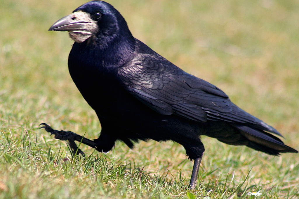 Corvus frugilegus