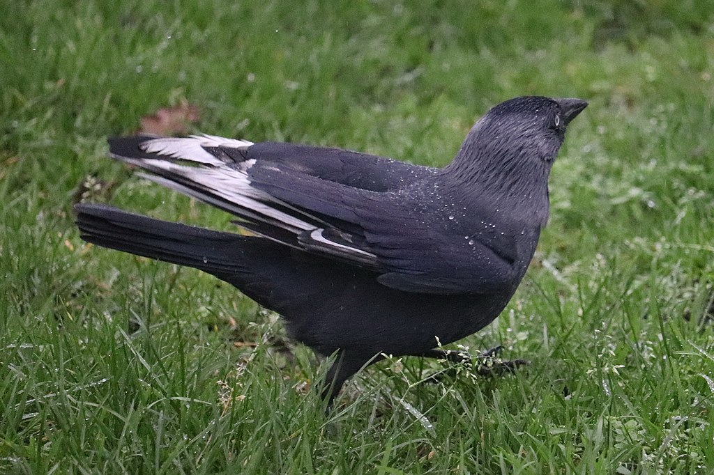 Corvus monedula