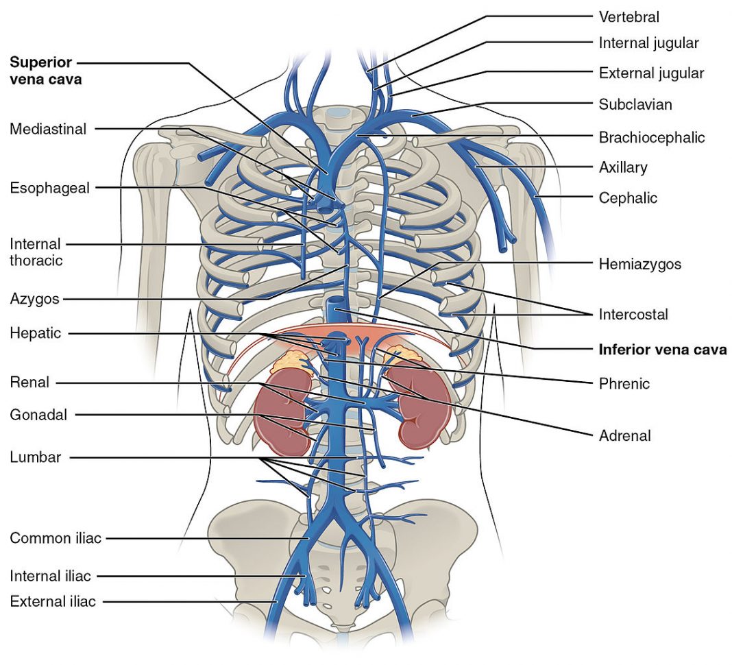Creierul abdominal Creierul abdominal
