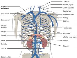 Creierul abdominal