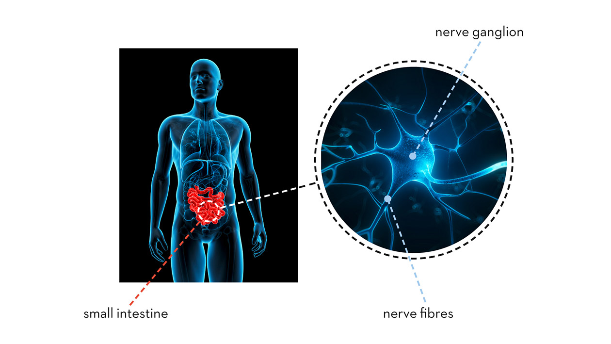 Creierul abdominal - exista