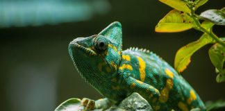 Descoperă totul despre cele mai cunoscute specii de cameleoni