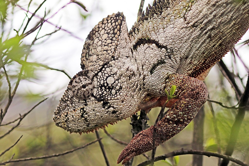 Furcifer oustaleti