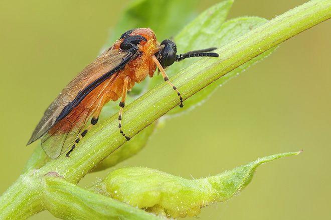 Hoplocampa testudinea