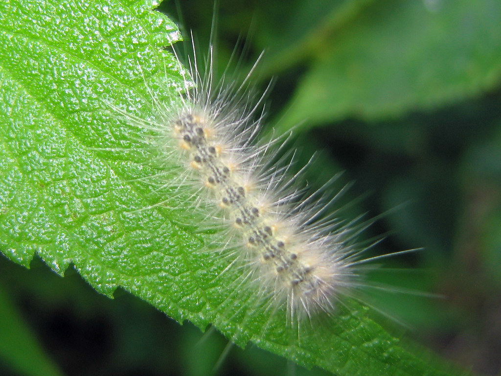 Hyphantria cunea