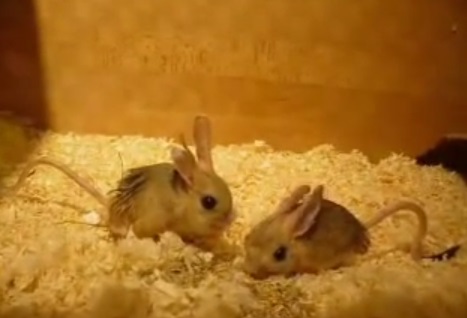 Jerboa cu patru degete