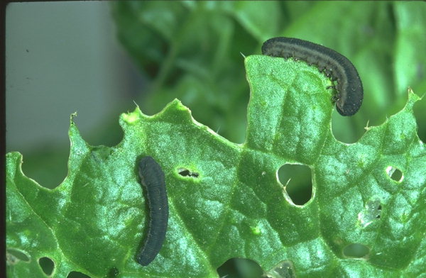 Larvă de viespea rapiței, Foto: plant-protection.com/