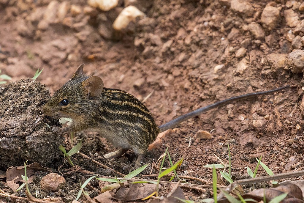 Lemniscomys striatus