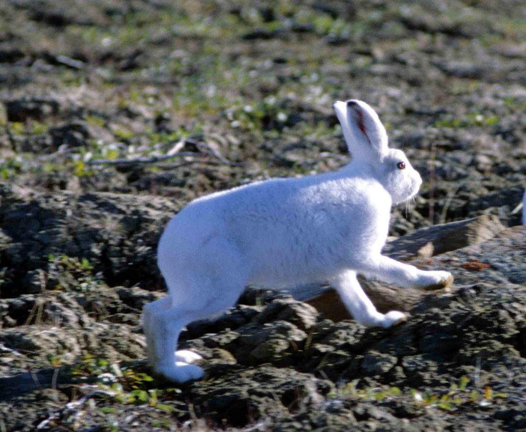 Specii populare de iepuri (ordinul Lagomorpha) din întreaga lume