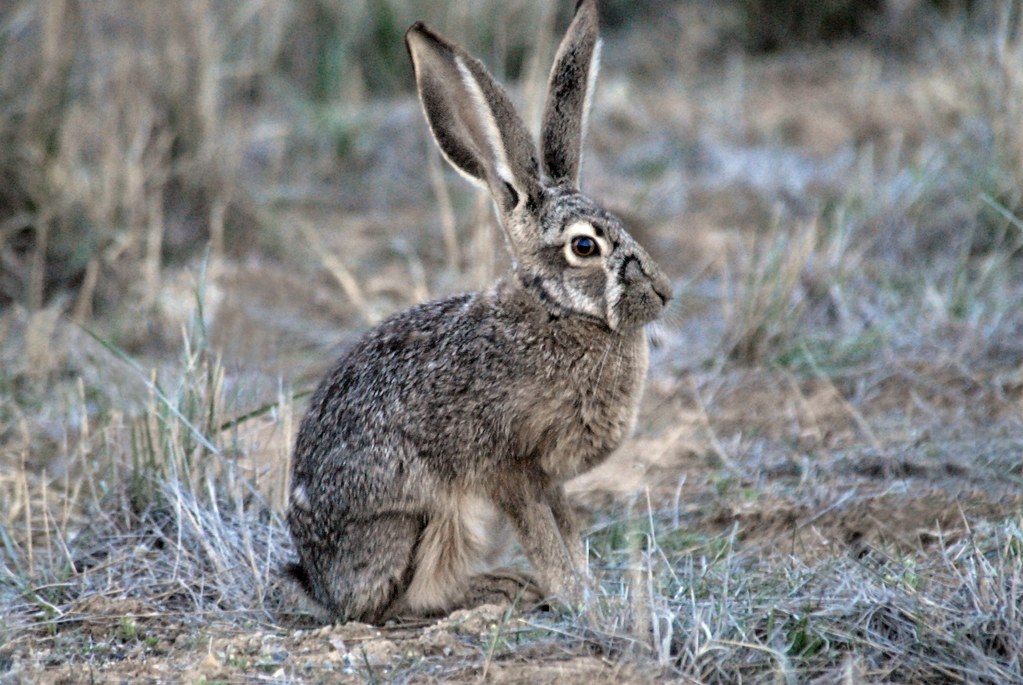 Lepus californicus