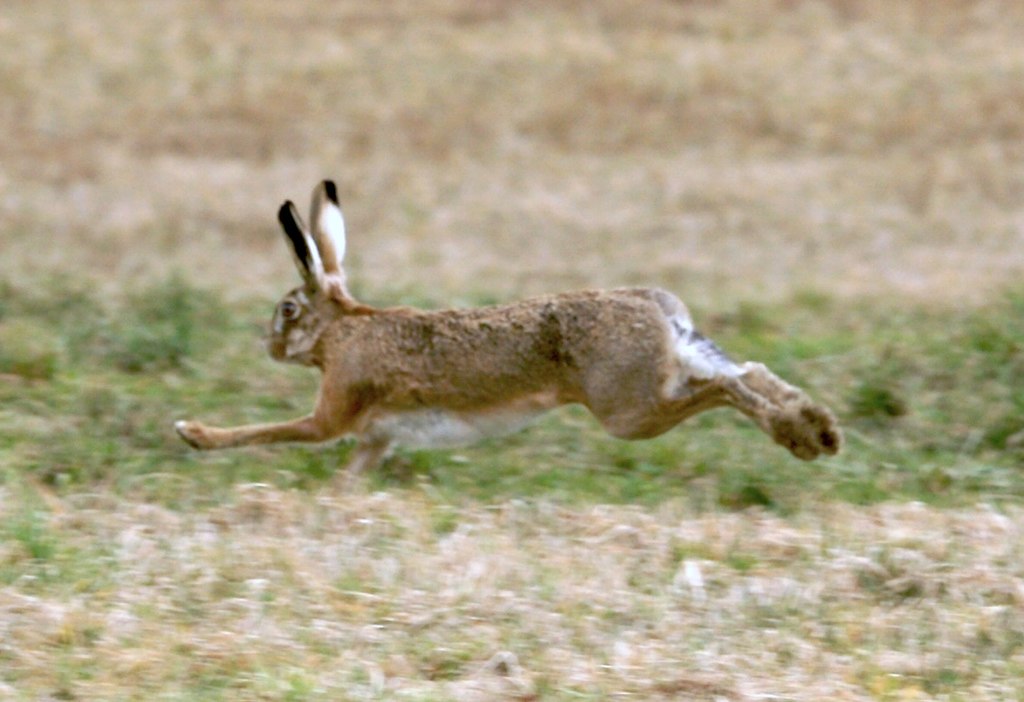 Lepus europaeus