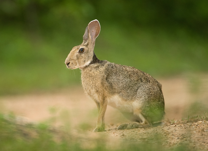 Lepus nigricollis