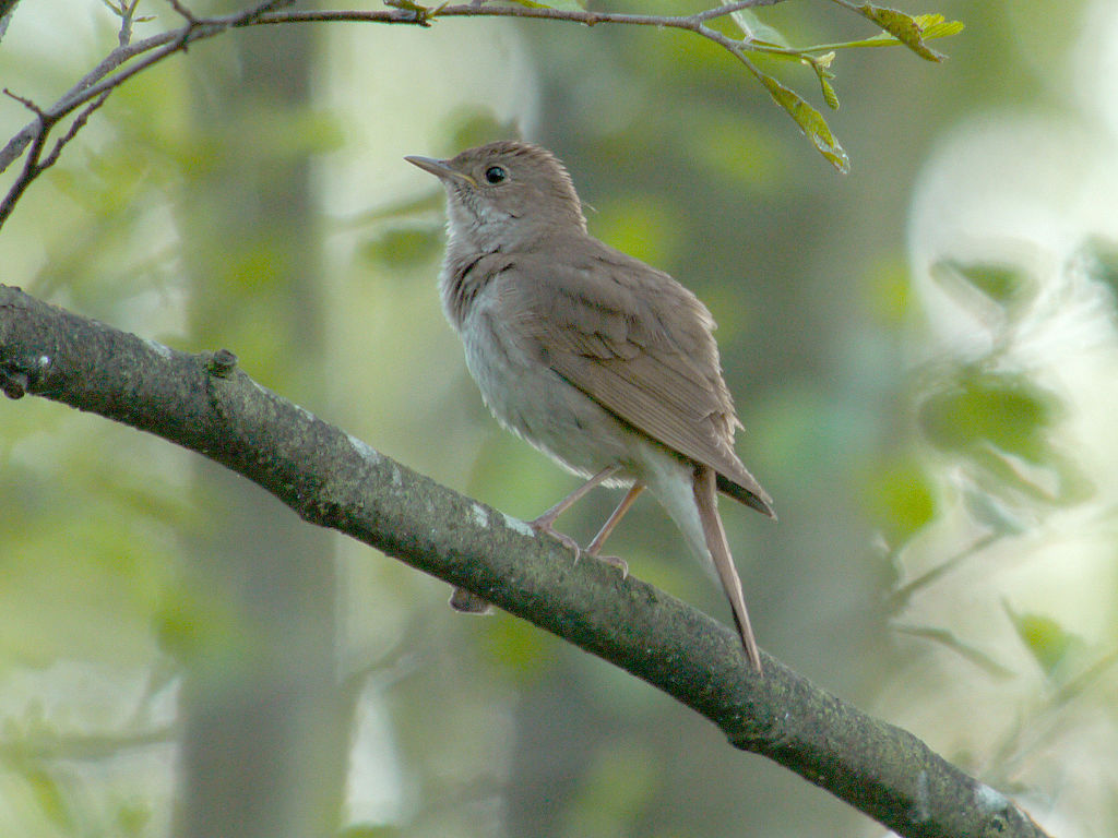 Luscinia luscinia