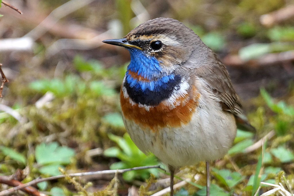 Luscinia svecica