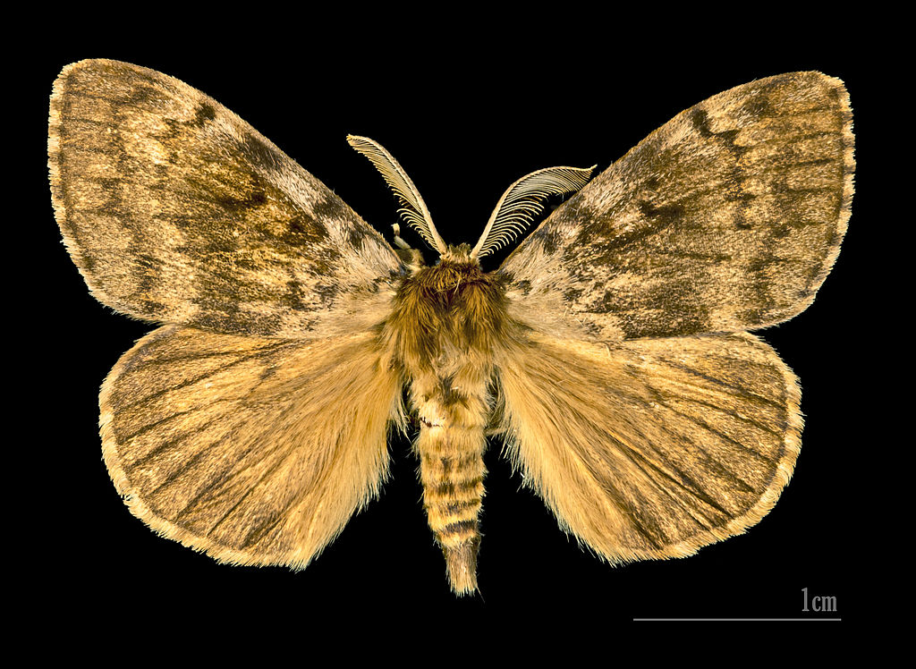 Lymatria dispar