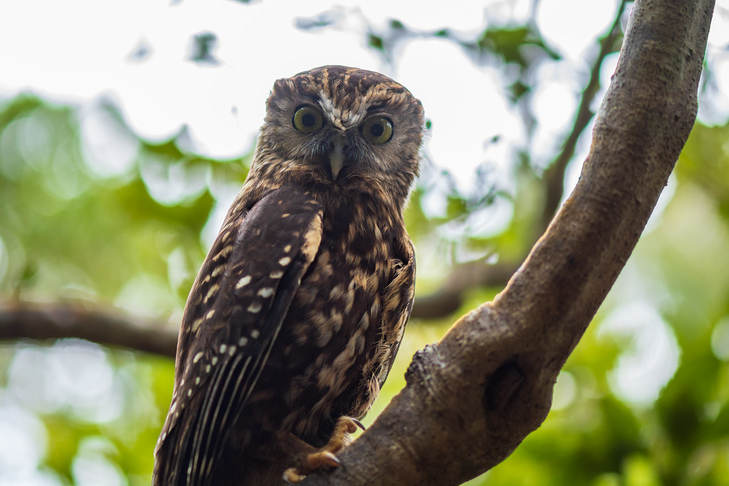 Ninox novaeseelandiae