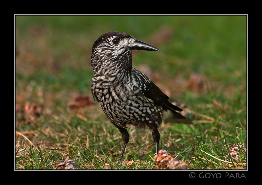 Nucifraga caryocatactes macrorhynchus