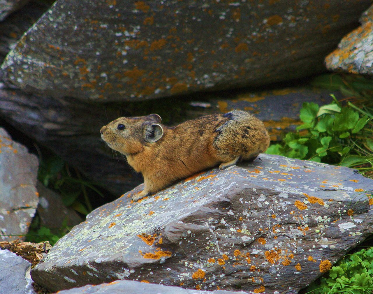 Ochotona alpina