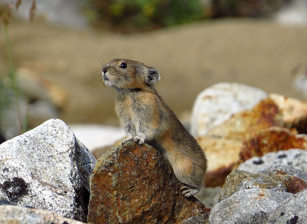 Ochotona pusilla