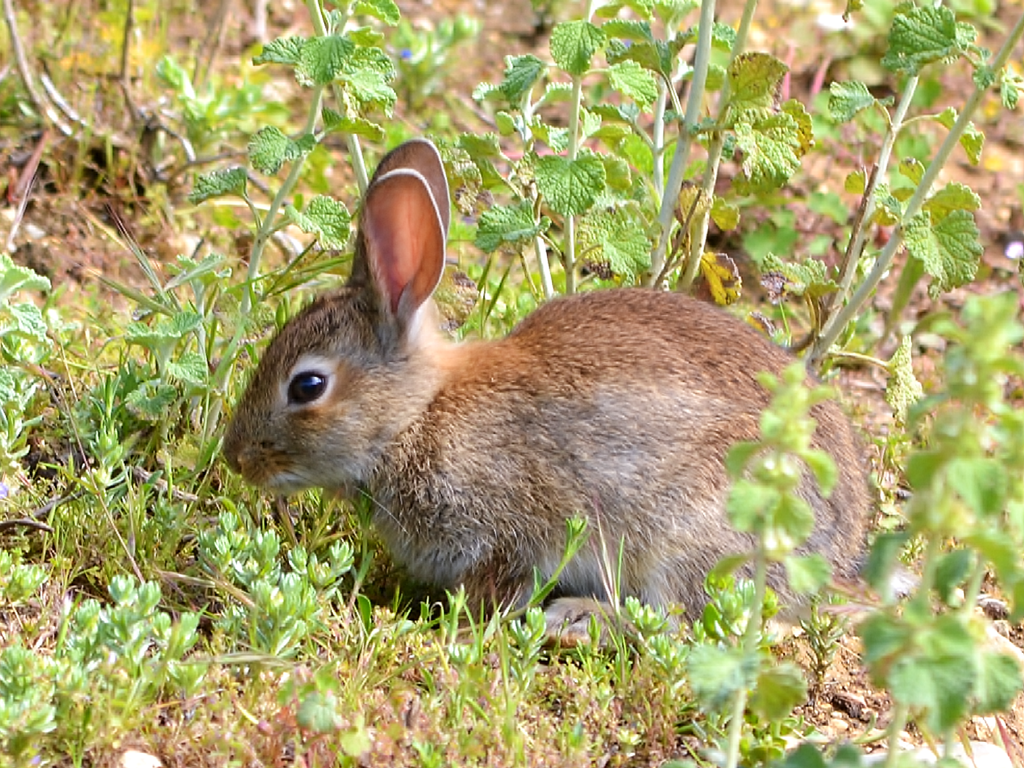 Orytolagus cuniculus