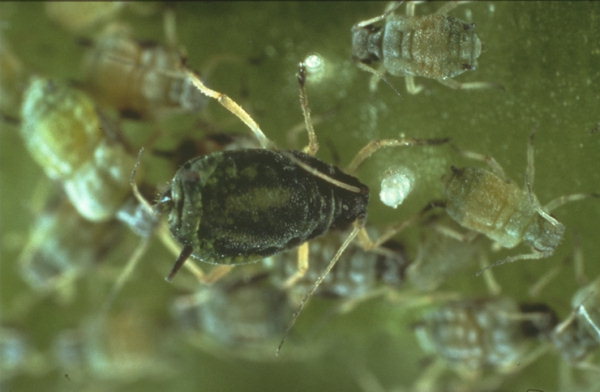 Păduchele castraveților, specia Cerosipha (Aphis) gossypii, Foto: 7.inra.fr