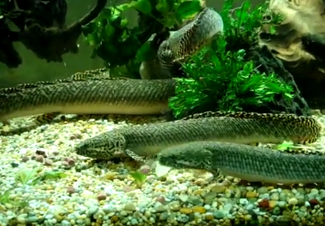 Peștele bichirul ornat - Polypterus ornatipinnus