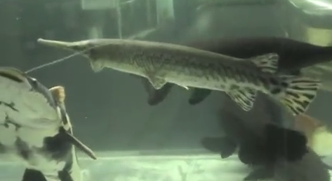 Peștele-caiman, specia Lepisosteus osseus