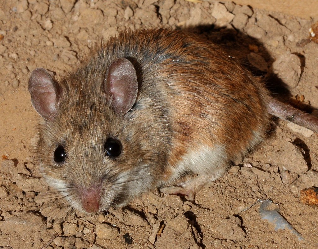 Peromyscus leucopus