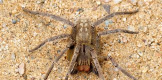 Phoneutria nigriventer, cel mai veninos păianjen din lume