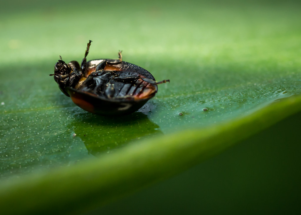 Pulvinaria vites