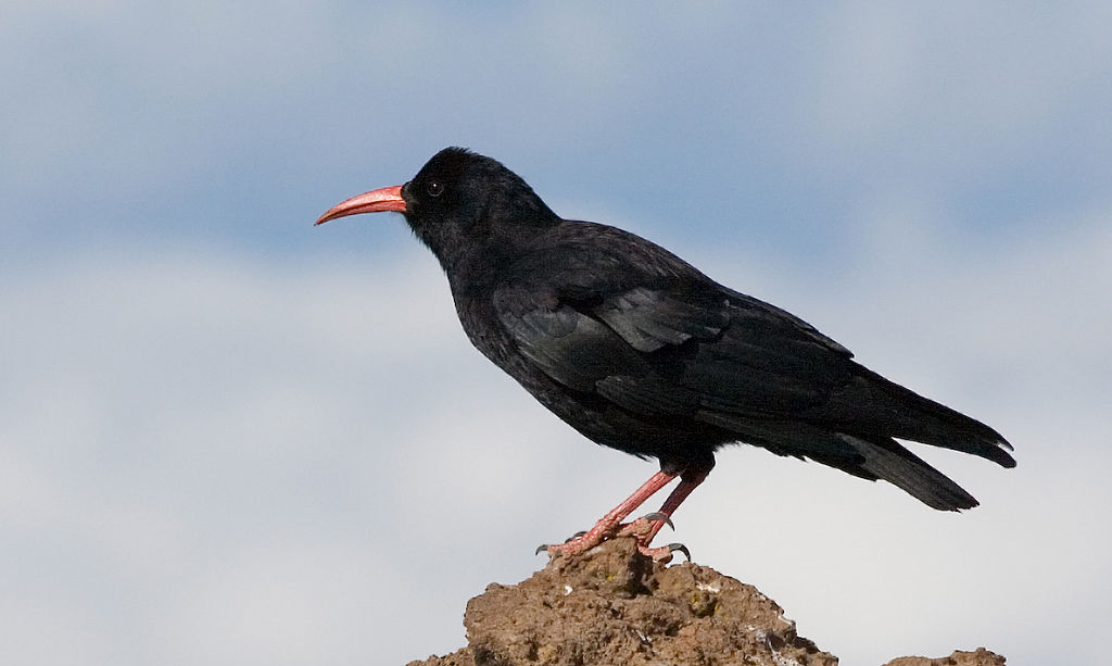 Pyrrhocorax pyrrhocorax