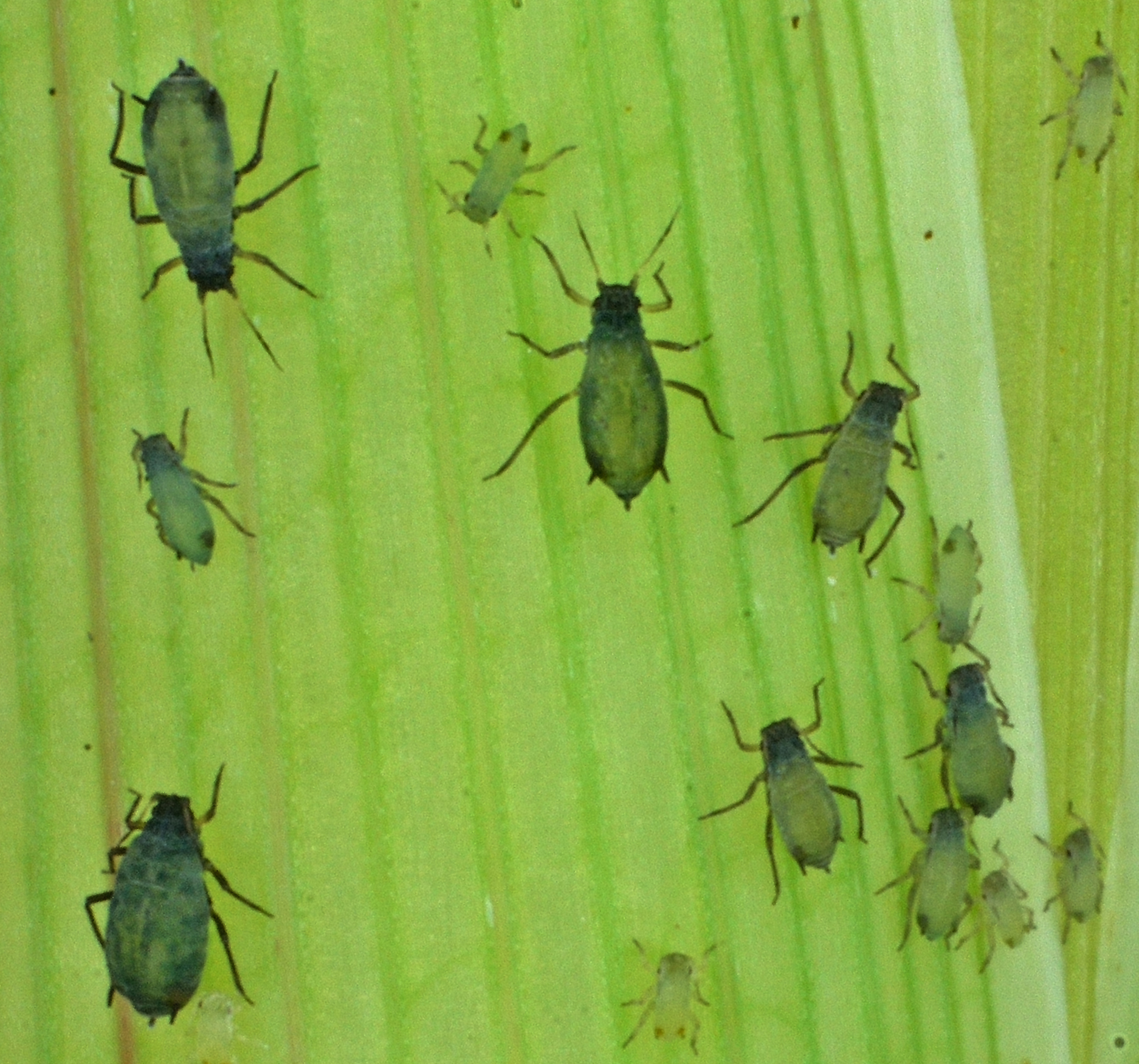 Rhopalosiphum maidis