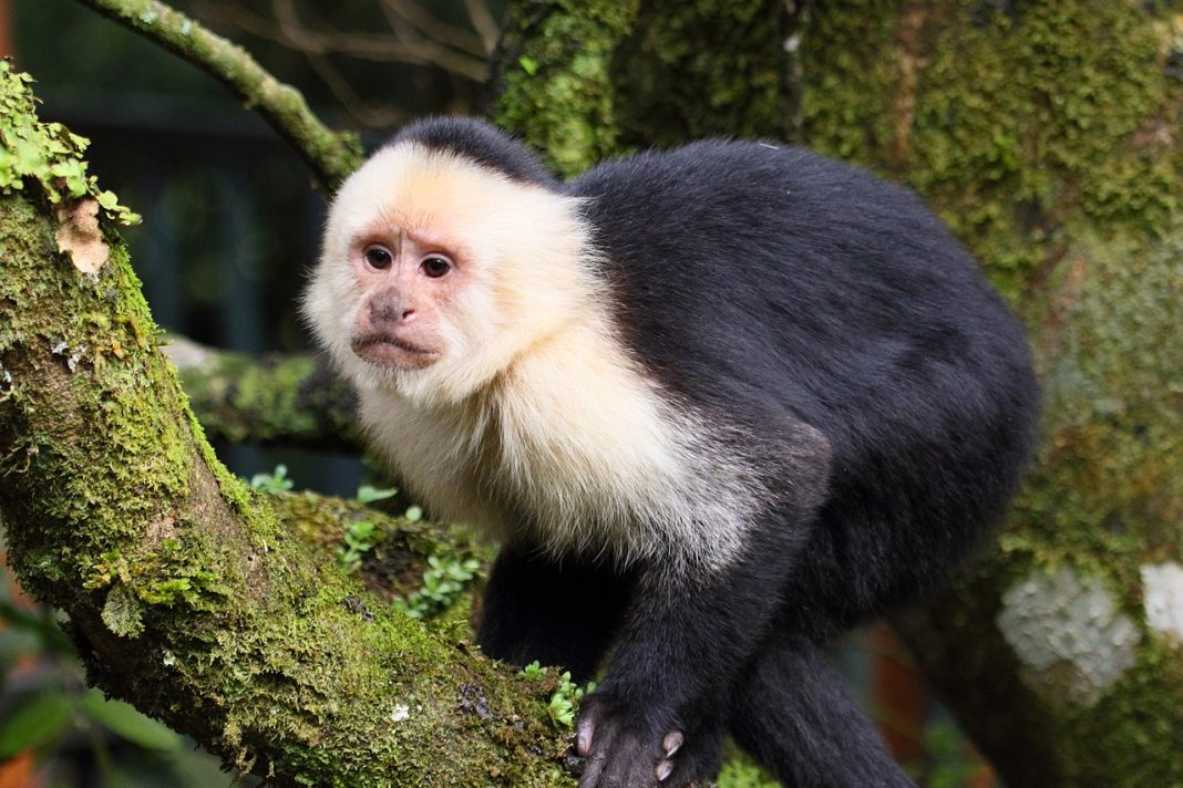 Specii de maimuțe capucini și trăsăturile unice Specii de maimuțe capucini și trăsăturile unice