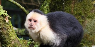 Cele mai cunoscute specii de maimuțe capucini și trăsăturile lor unice Specii de maimuțe capucini și trăsăturile unice