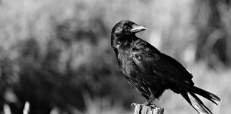 Cele mai cunoscute specii de corvide și caracteristicile lor unice Specii de păsări din familia Corvidae care trăiesc în toată lumea