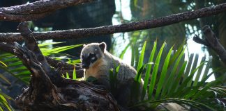 Cele mai cunoscute specii de ratoni și înruditele lor din familia Procyonidae Specii de ratoni din familia Procyonidae, ordinul Carnivora